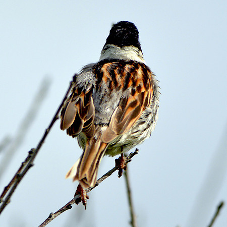 Reed bunting