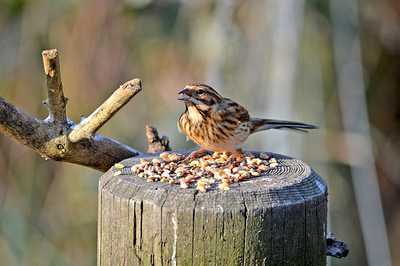 Reed bunting