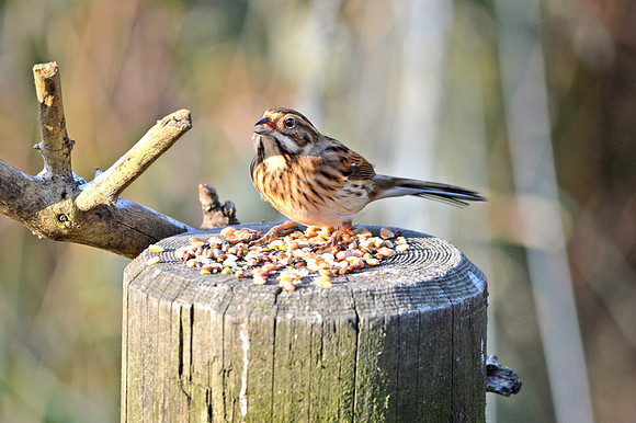 Reed bunting