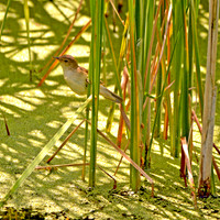 Reed warbler