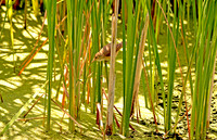 Reed warbler
