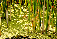 Reed warbler