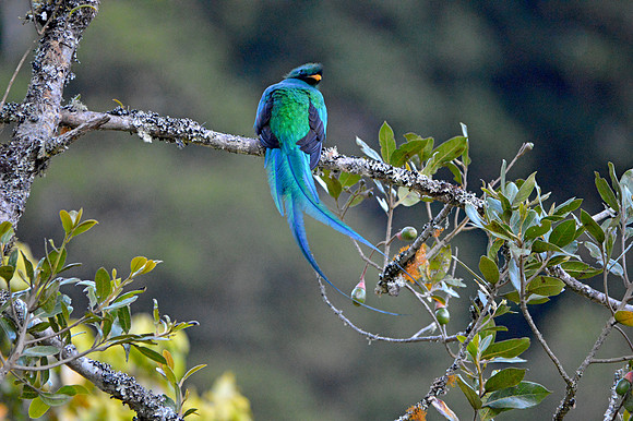 Resplendent quetzal