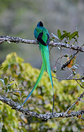 Resplendent quetzal