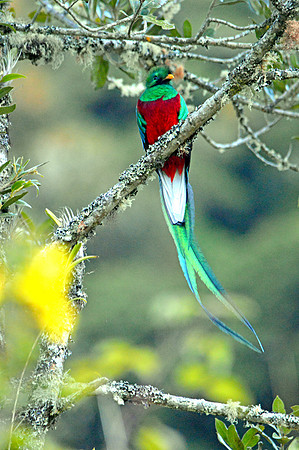 Resplendent quetzal