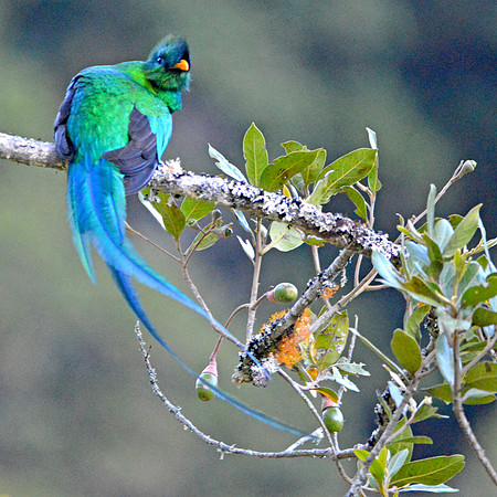 Resplendent quetzal