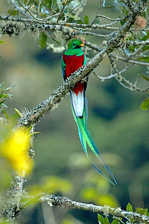 Resplendent quetzal