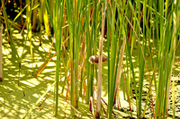 Reed warbler