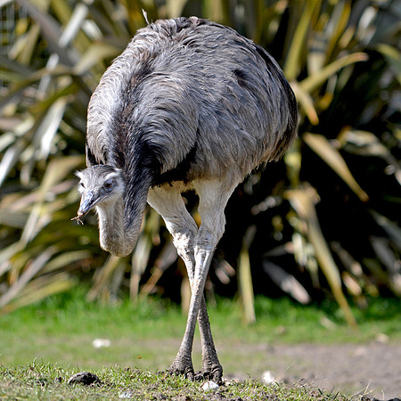 Greater rhea
