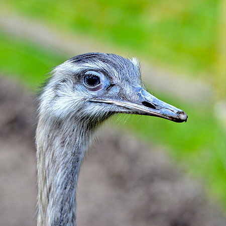 Greater rhea