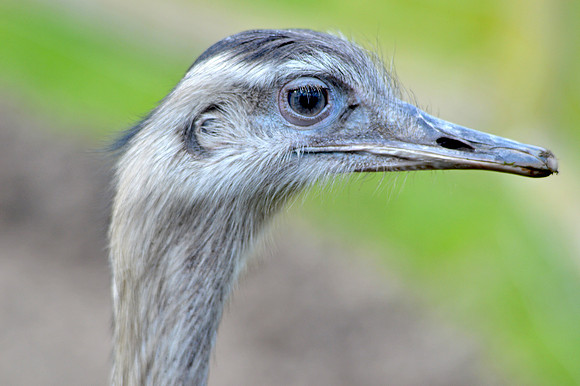 Greater rhea