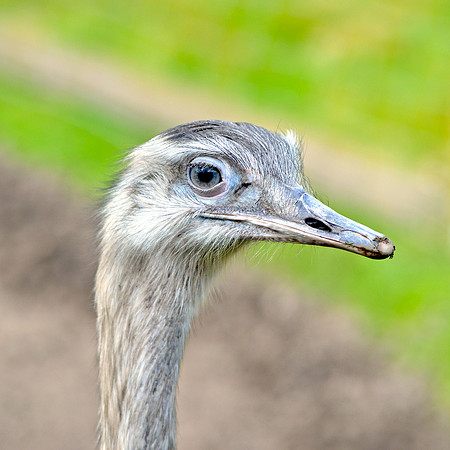 Greater rhea