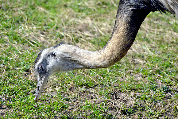 Greater rhea