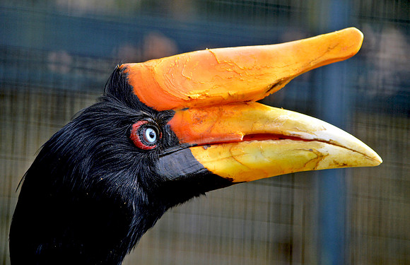 Rhinoceros hornbill