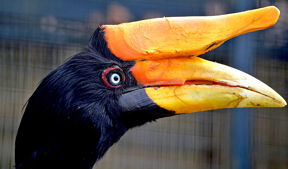 Rhinoceros hornbill