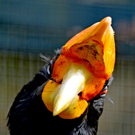 Rhinoceros hornbill