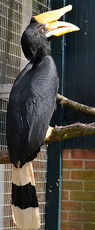 Rhinoceros hornbill