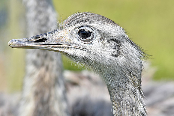 Greater rhea