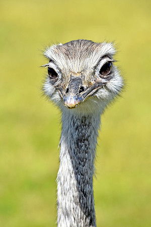 Greater rhea