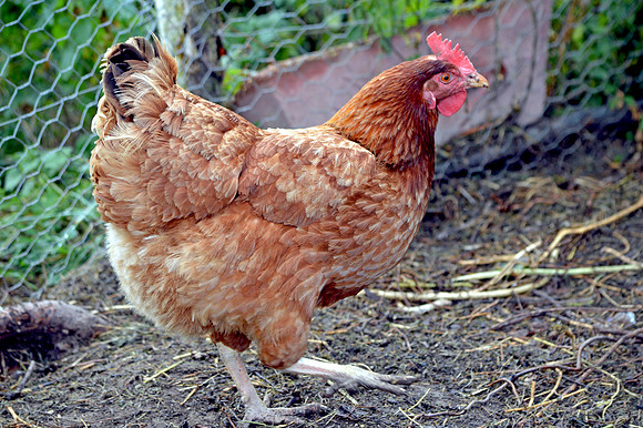 Rhode island red chicken