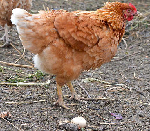 Rhode island red chicken