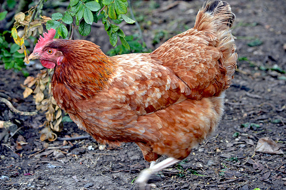 Rhode island red chicken