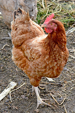 Rhode island red chicken