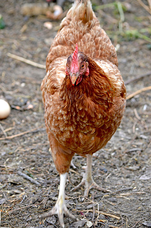 Rhode island red chicken