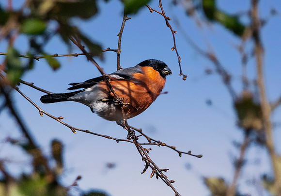 Bullfinch, male