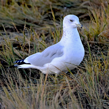Ring billed gull