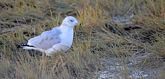Ring billed gull