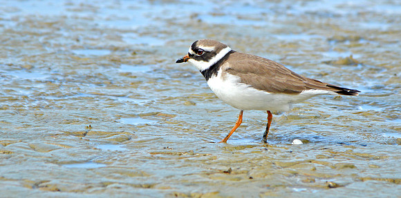 Ringed plover