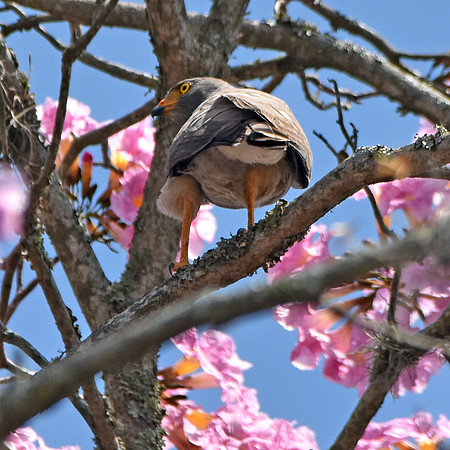 Roadside hawk