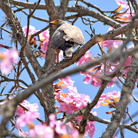 Roadside hawk