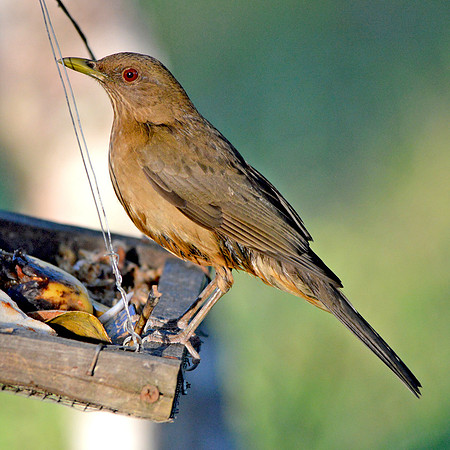 Clay coloured robin