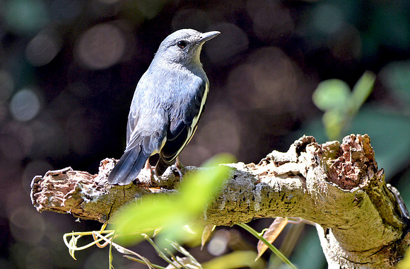 Oriental magpie robin