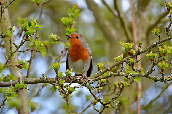 European Robin