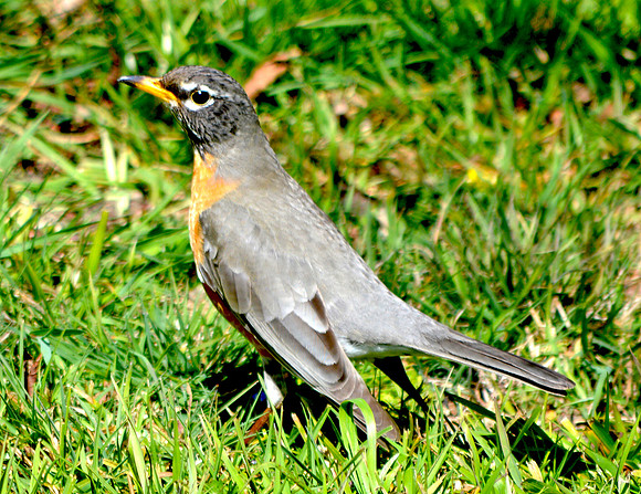 American robin