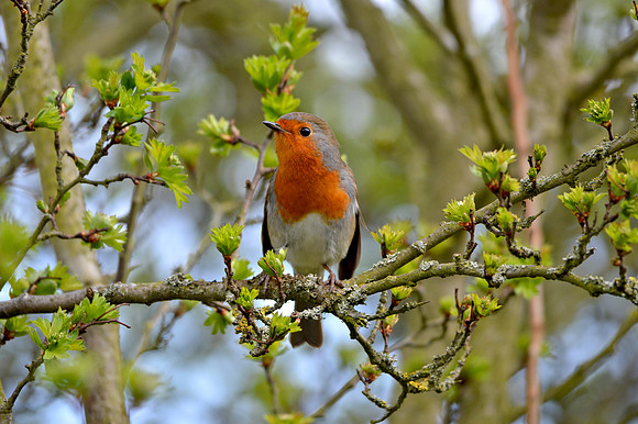 European Robin