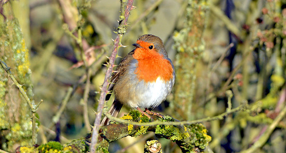 European Robin