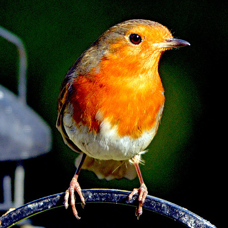 European Robin