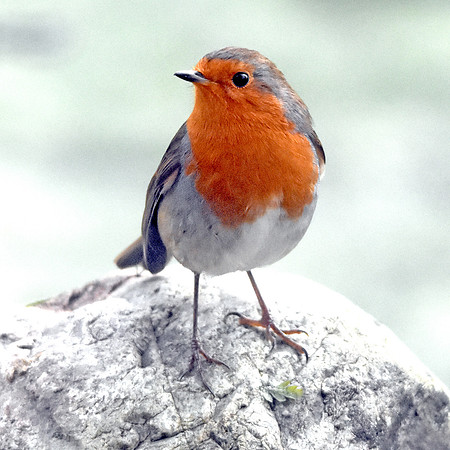 European Robin