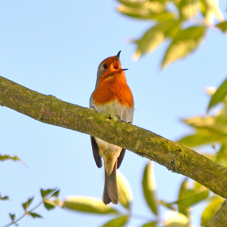 European Robin