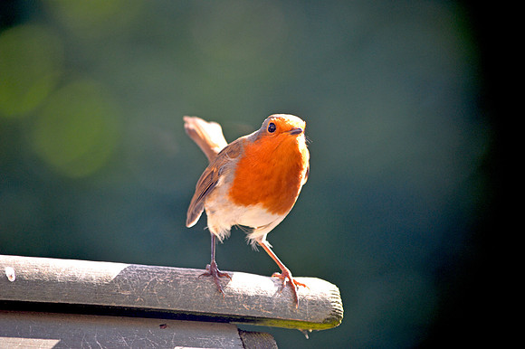 European Robin