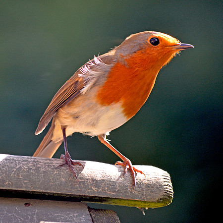 European Robin