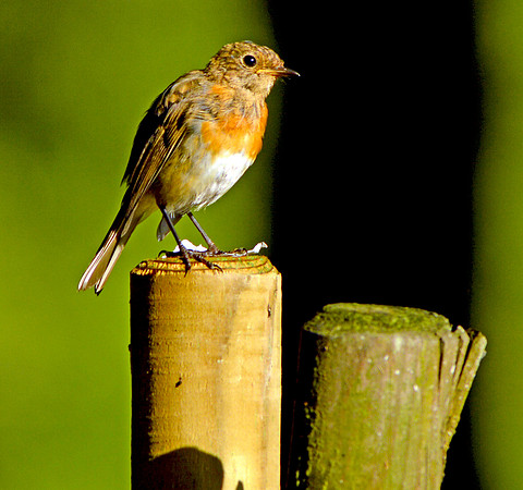 European Robin