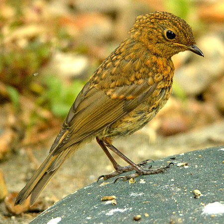 Robin, juvenile