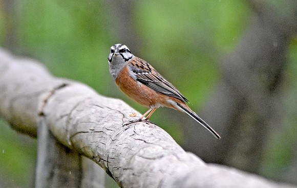 Rock bunting