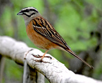Rock bunting