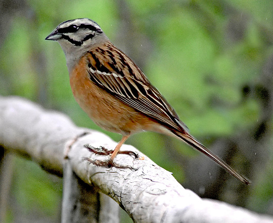 Rock bunting